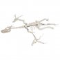 BuildMoc Dragon Fossil Gigantic Dragon Skeleton Model 617 Pieces