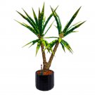 Dracaena Marginata / Room Plant, Potted Plant Model for Viewing 1952 Pieces