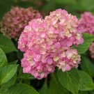 Pink Hydrangeas