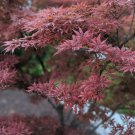 Maroon Haze
