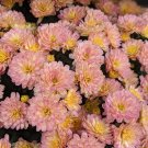 Pink Fields