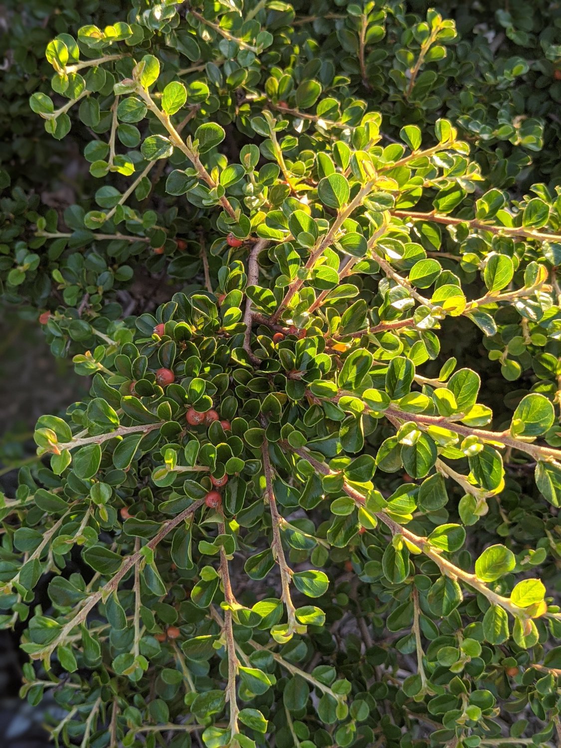 Spirals of Green