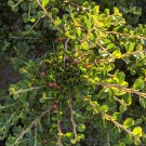 Spirals of Green
