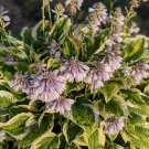 Swift Violet