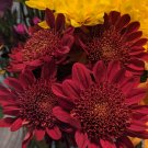Red Blooms