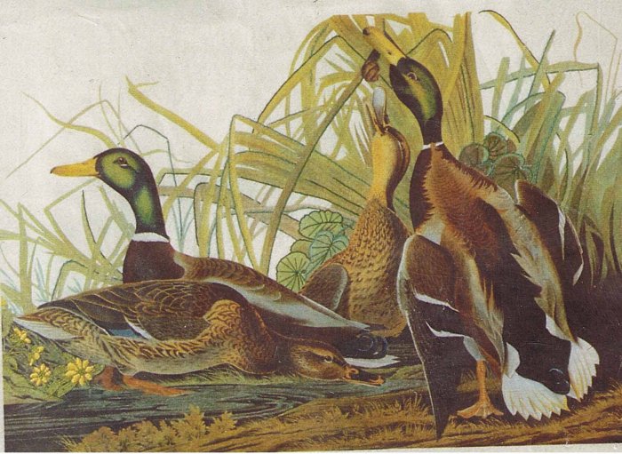 Columbia-Minerva Mallard Duck Crewel Calendar Kit