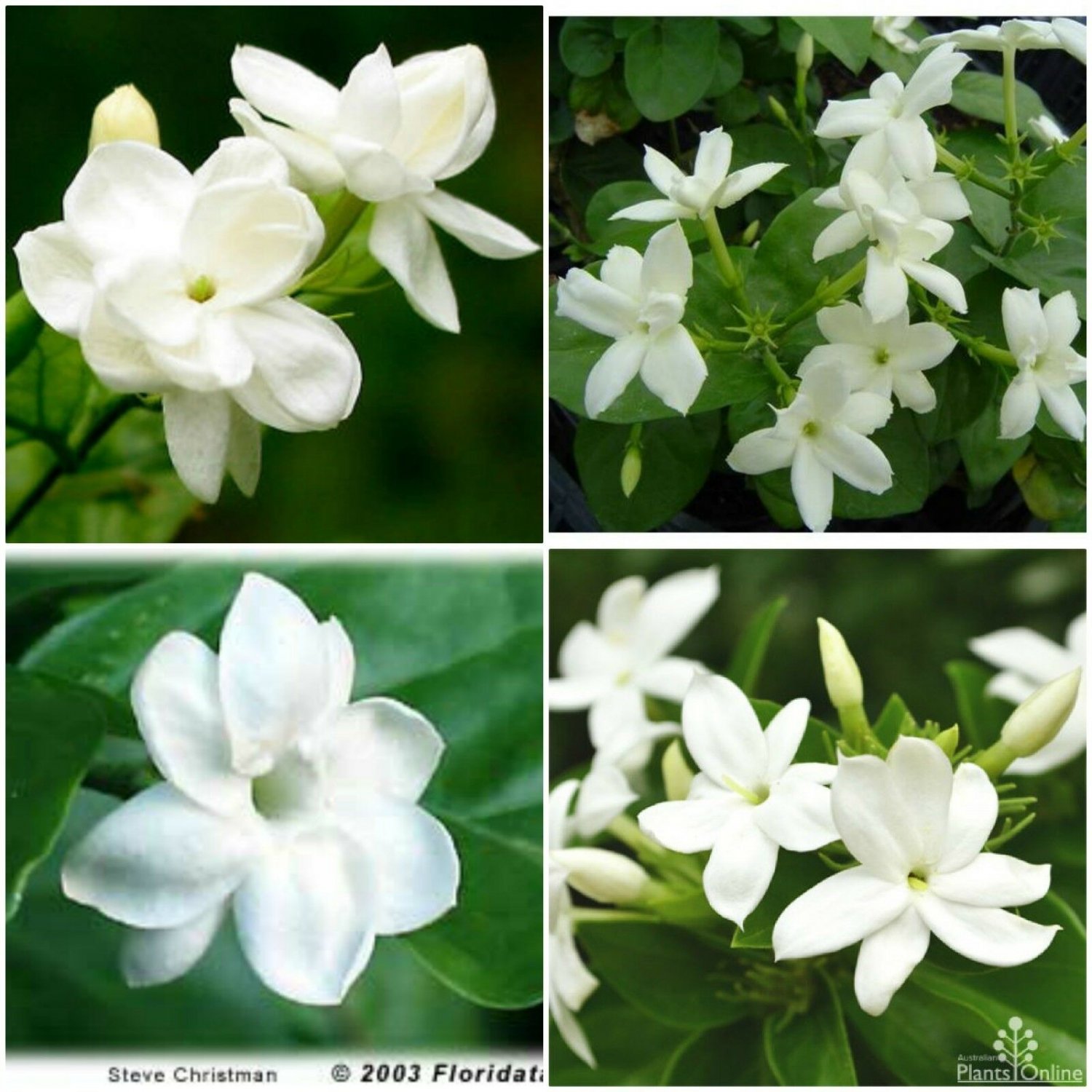 Jasmine Sambac~Maid of Orleans~Tea Jasmine Fragrant Flowers Live Plants ...