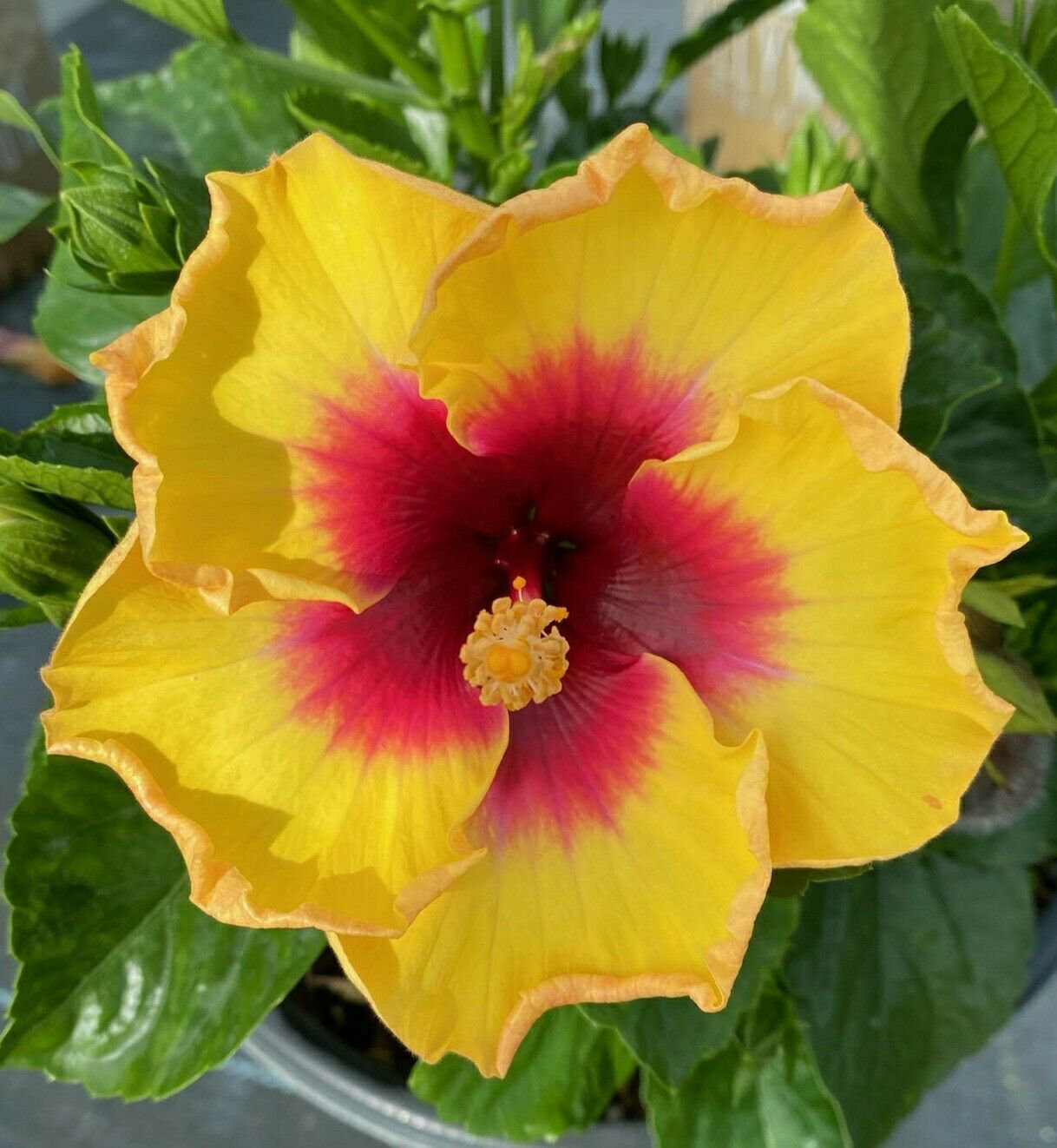 Exotic Yellow Hibiscus Starter Live Plant 3 To 5 Inches Tall 01 3404