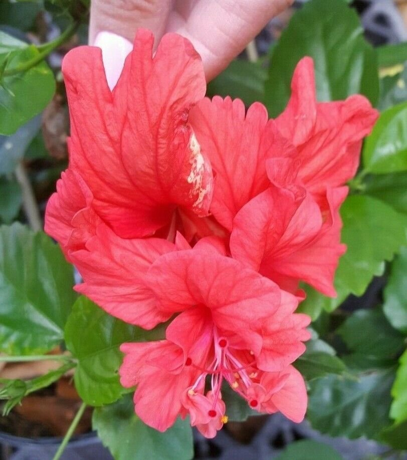 EXOTIC RED LION TAIL HIBISCUSPOM POM STARTER LIVE PLANT 5" TALL PLUG