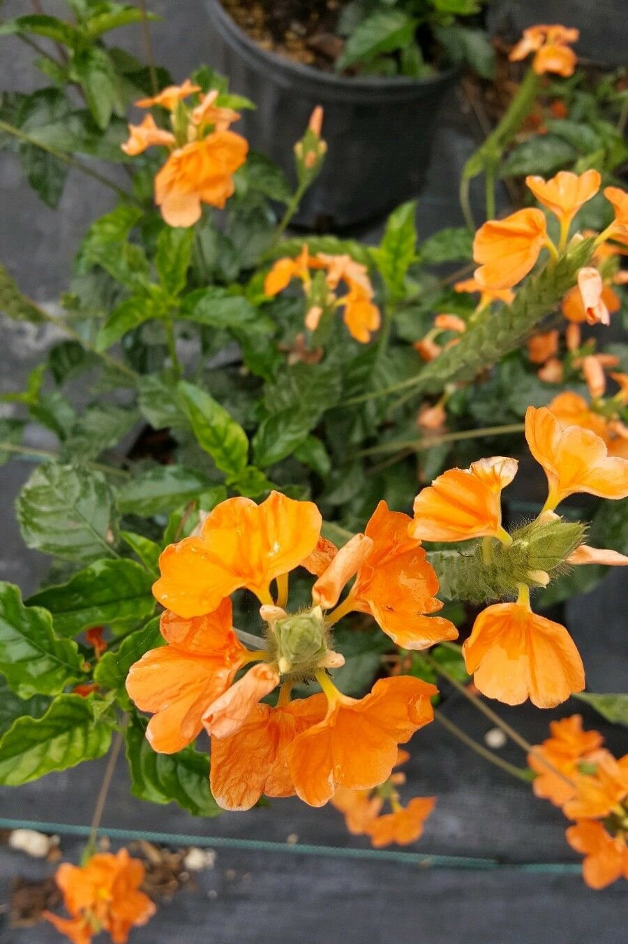 Orange Crossandra Live Plants 3 to 5 Inches Tall Plug size 01