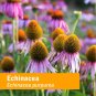Herb Pharm Organic Echinacea Extract 1 oz