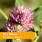Herb Pharm Organic Red Clover Extract 1 oz
