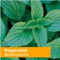 Herb Pharm Organic Peppermint Spirits Extract 1 oz