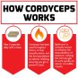 Cordyceps - Traditional Mushroom Used To Support Libido & Intensify Desire  1,000 MG (60 Capsules)