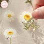 Mr.Paper 12 Designs Natural Daisy Clover Japanese Words Stickers Transparent PET Material Flowers Le