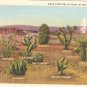 Many Varieties of Cacti Southwest Cactus postcard vintage
