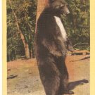 Bear Yosemite National Park Howdy FOlks 3A-H154 postcard pc