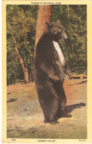 Bear Yosemite National Park Howdy FOlks 3A-H154 postcard pc