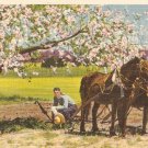 Rural Scene vintage postcard trees flowers horse farmer