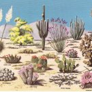 Cacti and Desert Flora Great Southwest Toschik vintage postcard