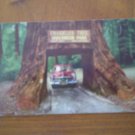Chandelier Tree Underwood Park California vintage postcard