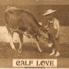 Calf Love 1910 vintage postcard