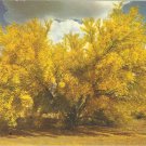 Palo Verde Trees on the Desert Arizona postcard