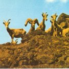 Desert Big Horn bighorn Sheep Nevada vintage postcard
