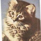 Mitzi Cat Standard Arts vintage postcard