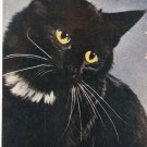 Sultan Cat Standard Arts vintage postcard