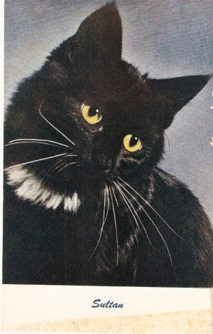 Sultan Cat Standard Arts vintage postcard