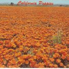 California Golden Poppies state flower vintage postcard
