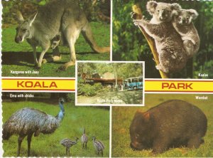 Koala Park West Pennant Australia postcard