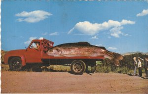 Saw a fair-sized trout vintage postcard giant fish red truck