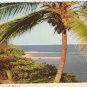 Tropical Splendor Bahamas Coconut H O'Brien vintage postcard