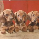 Dachshund Pups Dogs vintage postcard