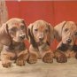 Dachshund Pups Dogs vintage postcard