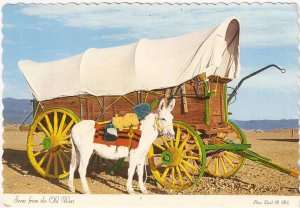 Old West Scene David Mills mule conestoga wagon vintage postcard
