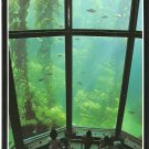Kelp Forest Monterey Bay Aquarium California vintage postcard
