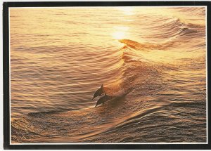Dolphins en route Monterey Bay Aquarium California vintage postcard
