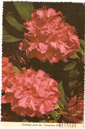 Evergreen State Washington Rhododendron flower vintage postcard
