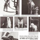 French Line Dogs Cruise Ship Vintage Ad 1965