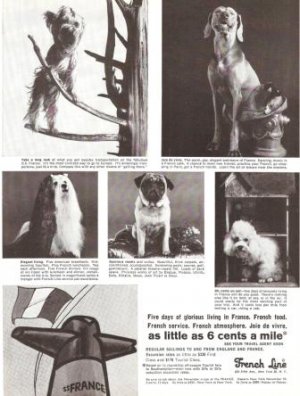 French Line Dogs Cruise Ship Vintage Ad 1965