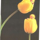 Anne Geddes Postcard 1995 605-016 Baby Yellow Tulips 4x6