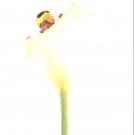 Anne Geddes Postcard 1995 605-003 Baby Calla Lily 4x6