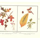North American Oaks Color Plate Print 1936 Book