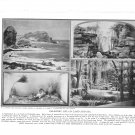 Paleozoic Life Land Sea Plate Print 1936 Book