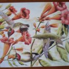 Ruby Throated Hummingbird Note Card Blank Trumpet Vine Al Dornisch