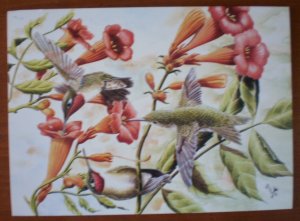 Ruby Throated Hummingbird Note Card Blank Trumpet Vine Al Dornisch