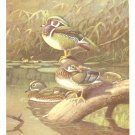Allan Brooks Bird Portrait Wood Duck Vintage Print 1960